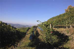 Weinwanderung